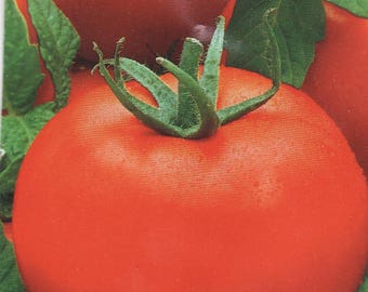 Tomato Vegetable seeds Sanka from Ukraine average ultra early #12174