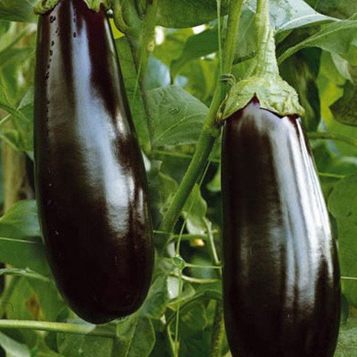 Eggplant seeds Diamond Organic Heirloom Vegetable Seed from Etsy
