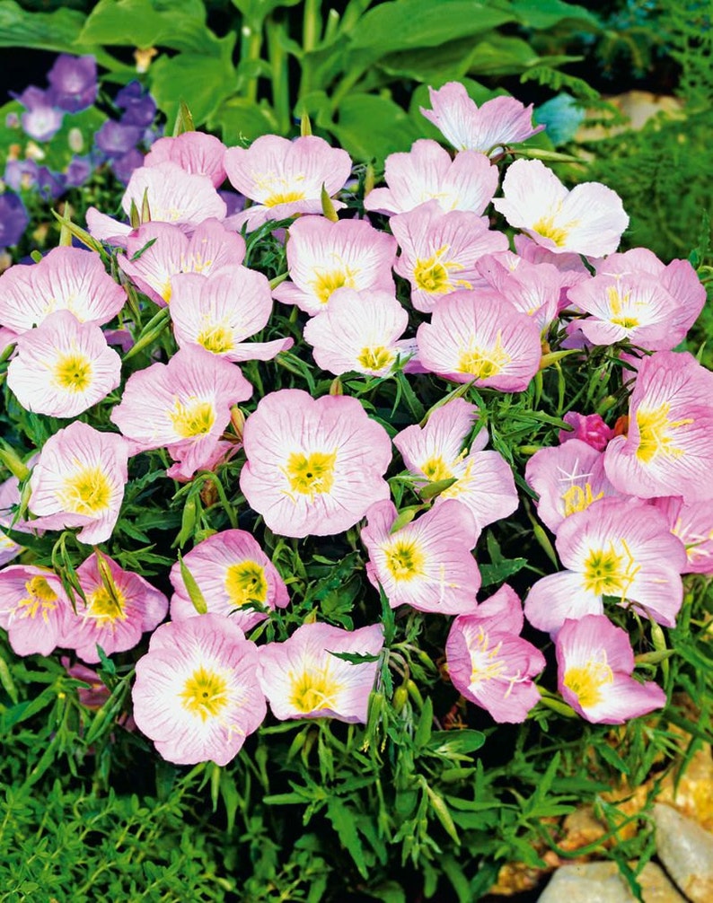 Primrose fragrant perennials Flowers Seeds from Ukraine