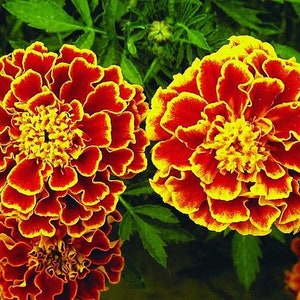 Marigolds rejected Flower Carmen annuals Seeds from Ukraine#12059
