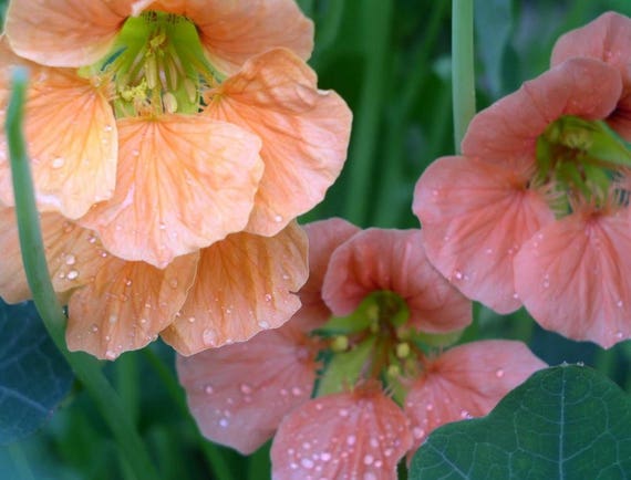 Nasturtium seeds Coral Shine Tropaeolum majus Flowers Seeds from Ukraine