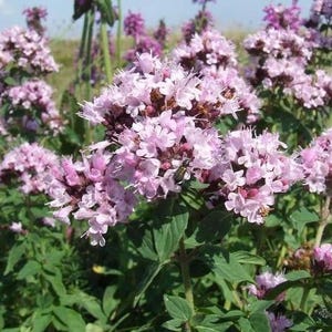 Seeds Herb Origanum Organic Heirloom Herb Seed #547
