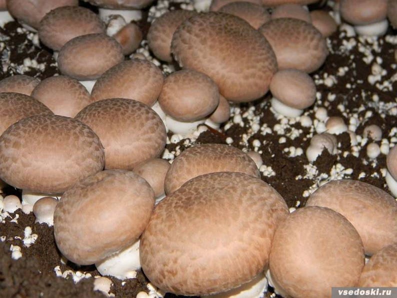 Agaricus bisporus Royal champign Mushrooms / Mycelium Spores Spawn Dried SeedsMG004 image 1