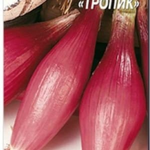 Onion Seeds Tropic