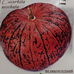 Peut inclure: Une citrouille rayée rouge et noire avec le texte "Cucurbita moschata" et "великолепный" sur l'image.