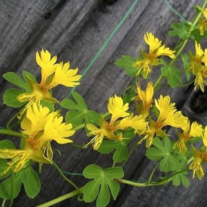 Kapuzinerkresse Kanarienvogel Blume Samen #1256