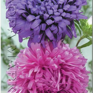 Aster Flower Seeds Giant