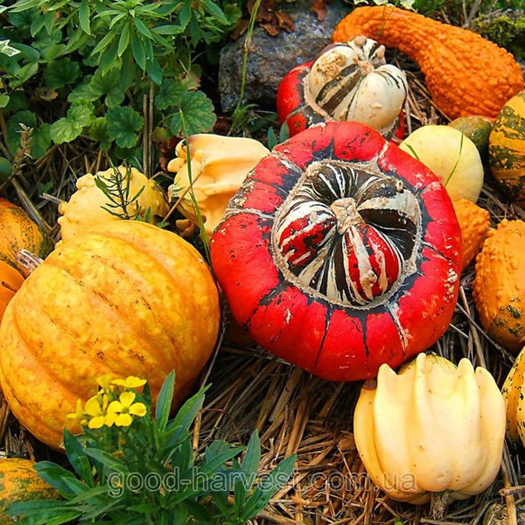 【新品・未使用】世界のカボチャ　パンプキン　フェーヴ　12点　フランス　送料込み 楽天市場】フェイクフルーツ インテリア オブジェ 即日出荷