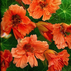 Kapuzinerkresse (Tropaeolum nanum)