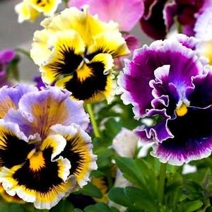 Viola (Violet) Germania Rococo Flowers Seeds from Ukraine #388