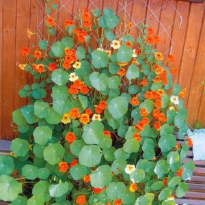 Kapuzinerkresse Sonnenblume #1255