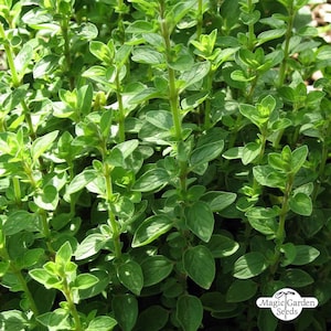 Marjoram origanum Seeds Herb