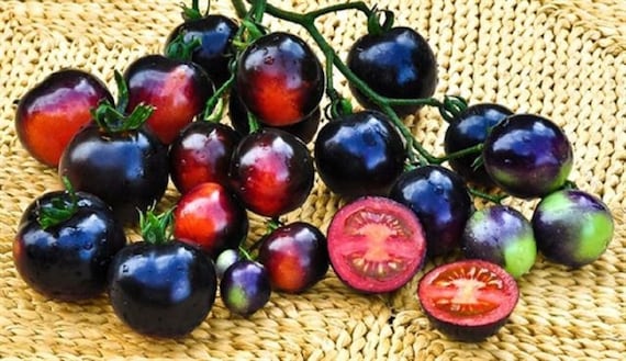 59+ Seltene Tomatensamen Kaufen, Bei unseren sortenraritäten handelt