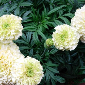 Semillas de flores de caléndula erecta Kilimanjaro