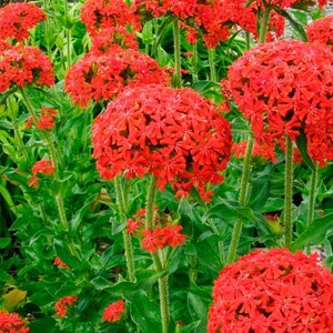 Flower Seeds Lychnis chalcedonica red