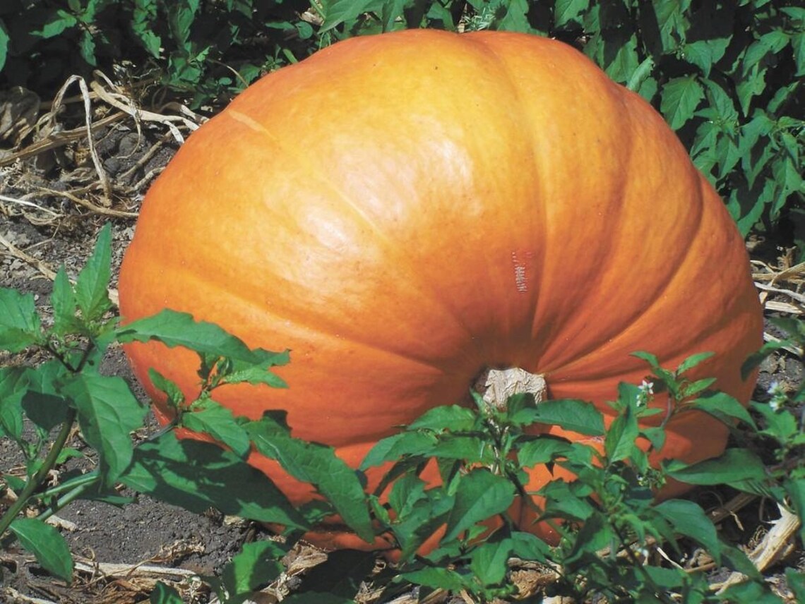 Pumpkin Seeds Hundred Pound Ukraine Heirloom Vegetable Seeds Etsy