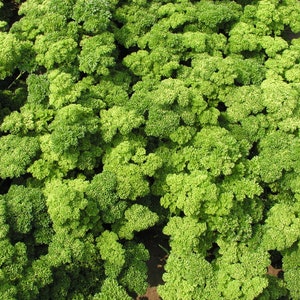 Puede incluir: Una vista de cerca de un gran parche de plantas de perejil verde vibrante. El perejil es exuberante y saludable, con una textura y un color uniformes.