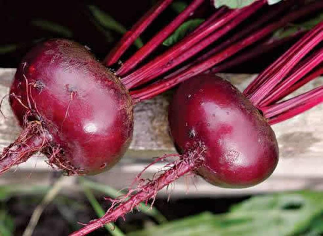 Beetroot Seeds Nosovskaya Flat Heirloom Vegetable Beet Etsy