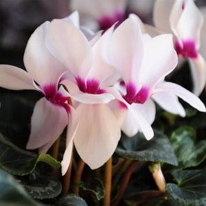 Cyclamen persicum grandiflora Anneli F1