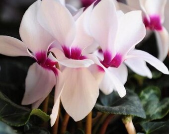 Ciclamen persicum grandiflora Anneli F1