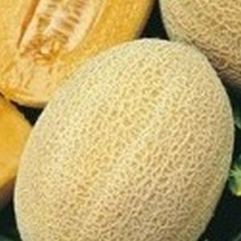 Melon Seeds Pineapple Ukraine Heirloom Organic Vegetable Seeds Etsy