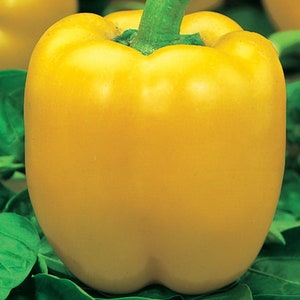 Könnte beinhalten: Ein leuchtend gelber Paprika mit grünem Stiel. Der Paprika liegt auf einem Bett aus grünen Blättern.