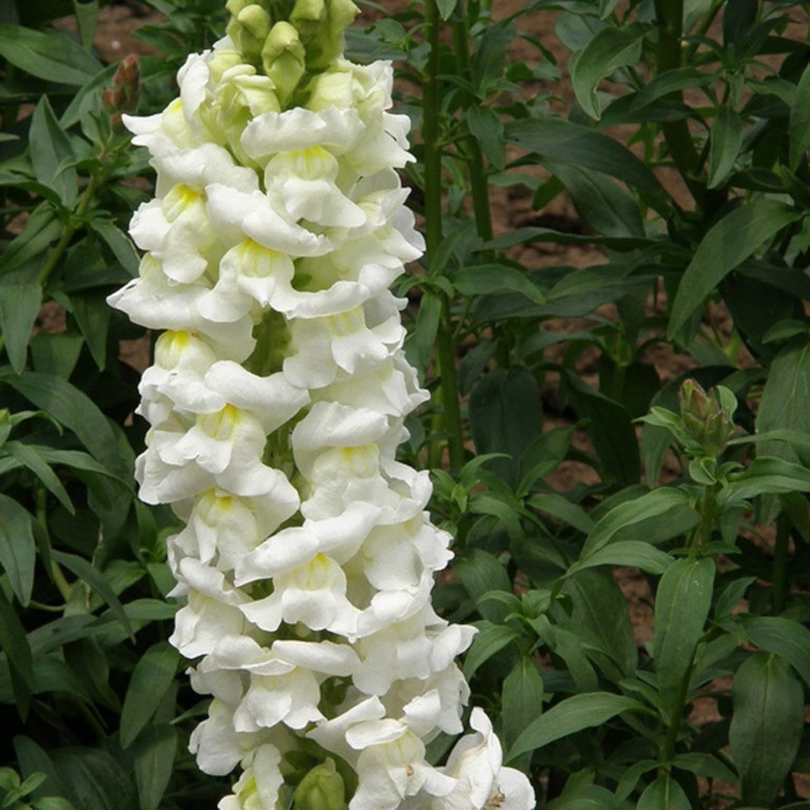 Antirrhinum Majus Maximum Snow Annuals Flowers Seeds From Etsy