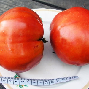 Pode incluir: Dois tomates grandes, vermelhos e em forma de coração num prato branco com uma fita métrica.