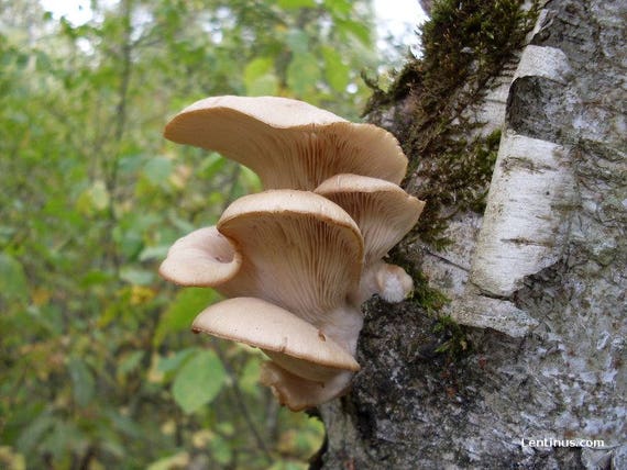 Golden Oyster Mushroom Spores Spawn Mycelium On Dry Seeds - Ready For Growing