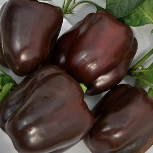 Sweet Pepper Seeds Chocolate Purple ringing