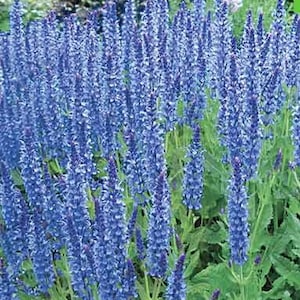 Flowers Seeds  Salvia Blue