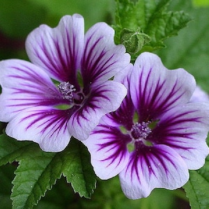 Mallow Zebrino (Althaea rosea) from Ukraine #1950