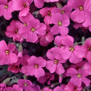 Flower Seed Aubretia hibrida Violet #1380