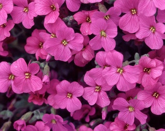 Flower Seed Aubretia hibrida Violet #1380