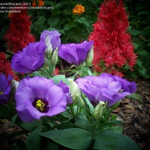 Graines de fleurs Eustoma / Lisianthus grandiflorum Florida Blue F1