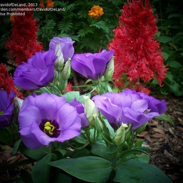 Potseed 50: 50st Eustoma grandiflorum Semi sfusi Giardino Cantiere Balkon pianta Lisianthus Fiori
