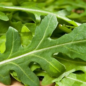 Seeds Herb Diplotaxis erucoides perennials Organi Heirloom Herb Seed #565