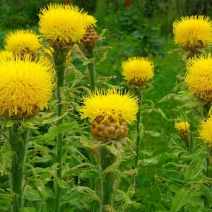 Flower Seeds Cornflower large-headed yellow