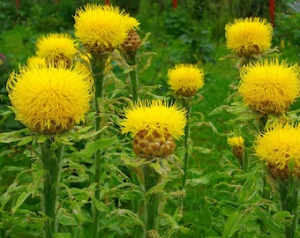 Puede incluir: Primer plano de un grupo de flores amarillas con pétalos espinosos. Las flores crecen en un jardín con follaje verde.