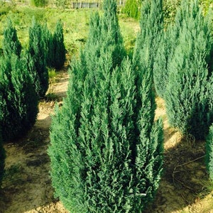 Chamaecyparis lawsoniana Tree 50 SEEDS/ pine tree seeds #292