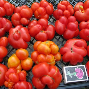 Semi di pomodoro Chesnova / Pomodoro viaggiatore