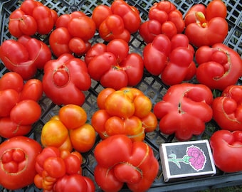Semillas de tomate Chesnova / Tomate Viajero