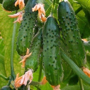 Puede incluir: Varios pepinos de color verde oscuro con piel rugosa y texturizada que cuelgan de una enredadera. Cada pepino presenta pequeñas protuberancias espinosas y está acompañado de delicadas flores de color naranja pálido en los tallos.