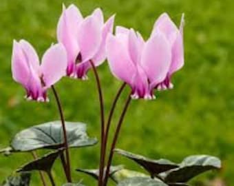 Ciclamen persicum grandiflora. Romero F1