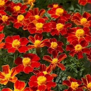 Marigold Mexican Paprica Flower Seeds