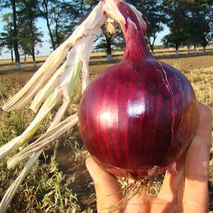 Onion Seeds Ruby Heirloom Vegetable Seed from Ukraine #359