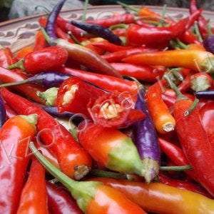 Pepper Seeds Eureka