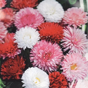 Bellis biennial Terry Mix Flower seeds