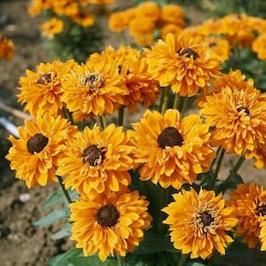 Terry rudbeckia Flower seeds