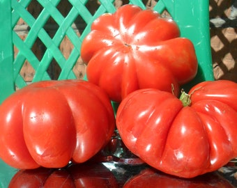 Tomato seeds *Mushroom basket*#1689